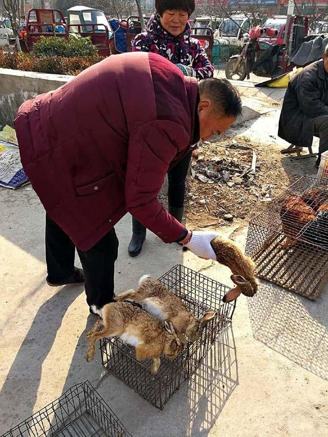 最新夜细狗追野兔视频，夜幕下的追逐，细狗与野兔的惊心动魄对决