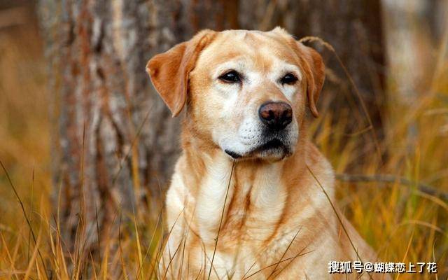 中国机器狗的山东造！比肩美国货负重能力达300斤