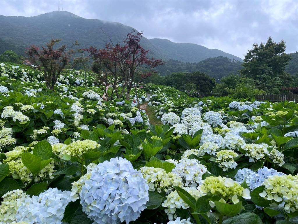 最新绣球花品种盘点，色彩斑斓，魅力无限，绣球花品种大盘点，色彩盛宴，魅力绽放