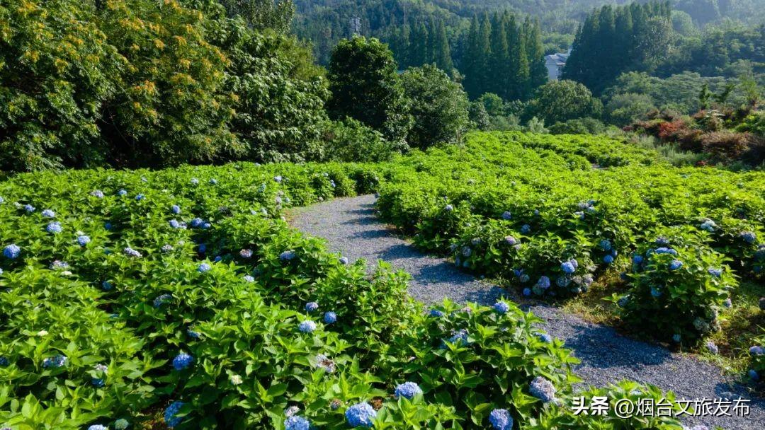 最新绣球花品种盘点，色彩斑斓，魅力无限，绣球花品种大盘点，色彩盛宴，魅力绽放