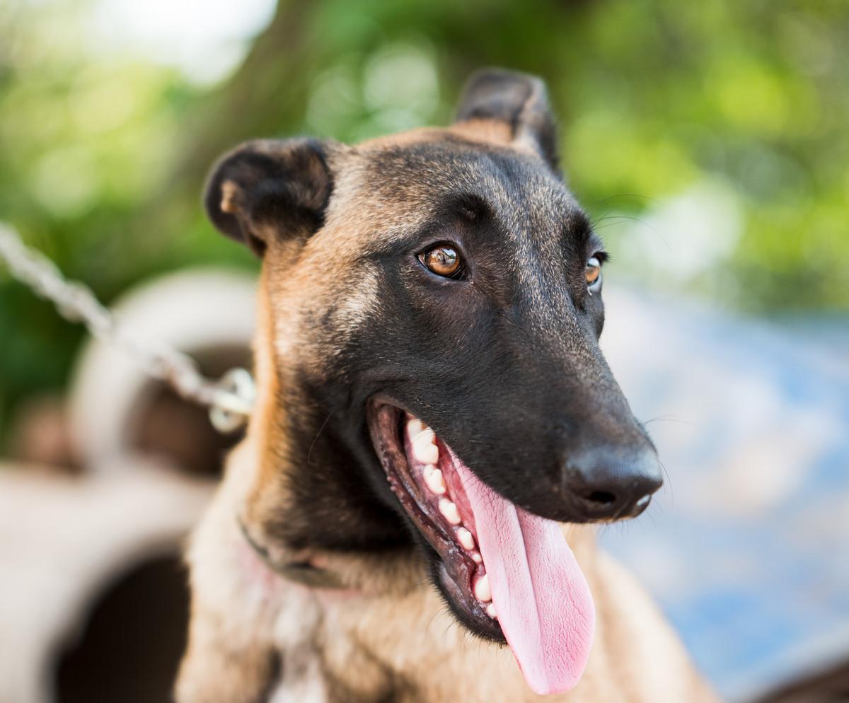 最新的犬，探秘最新犬种，犬界新宠盘点