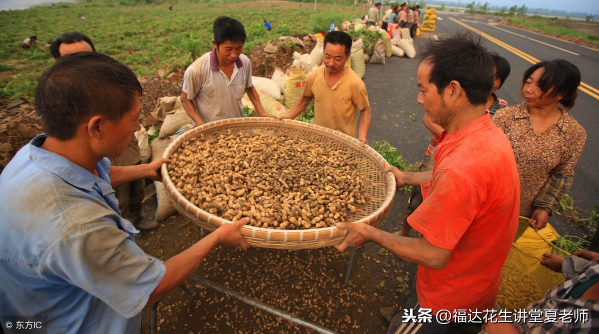 山东花生米最新收购价，山东花生米最新市场收购行情揭晓