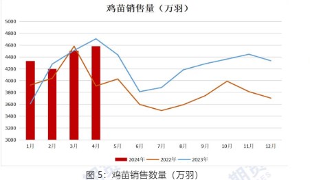 2023年肉苗鸡价格最新行情解析，涨跌背后的市场逻辑，2023年肉苗鸡价格波动解析，揭秘涨跌背后的市场秘密