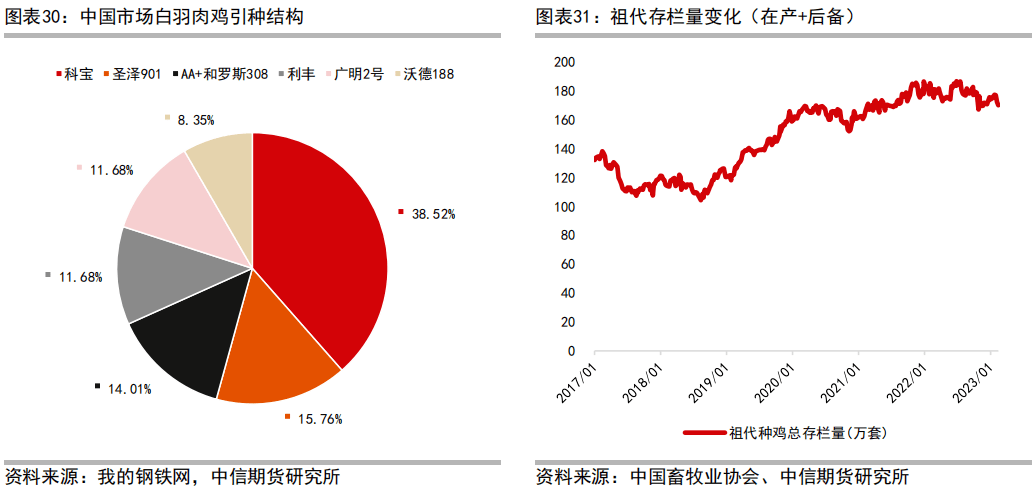 2023年肉苗鸡价格最新行情解析，涨跌背后的市场逻辑，2023年肉苗鸡价格波动解析，揭秘涨跌背后的市场秘密