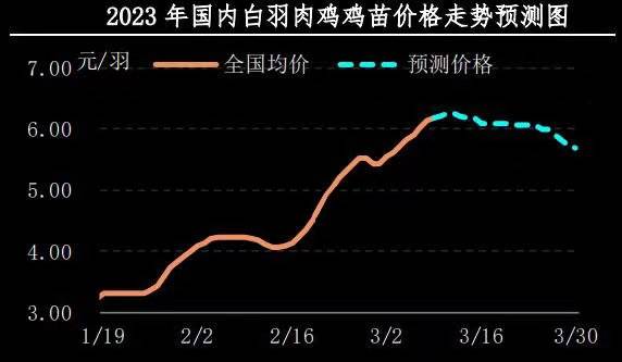 2023年肉苗鸡价格最新行情解析，涨跌背后的市场逻辑，2023年肉苗鸡价格波动解析，揭秘涨跌背后的市场秘密