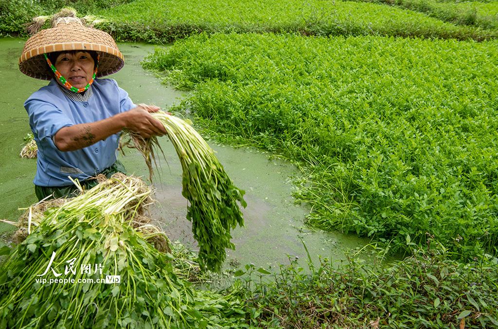 最新芹菜价格，2023年最新芹菜市场价格行情一览