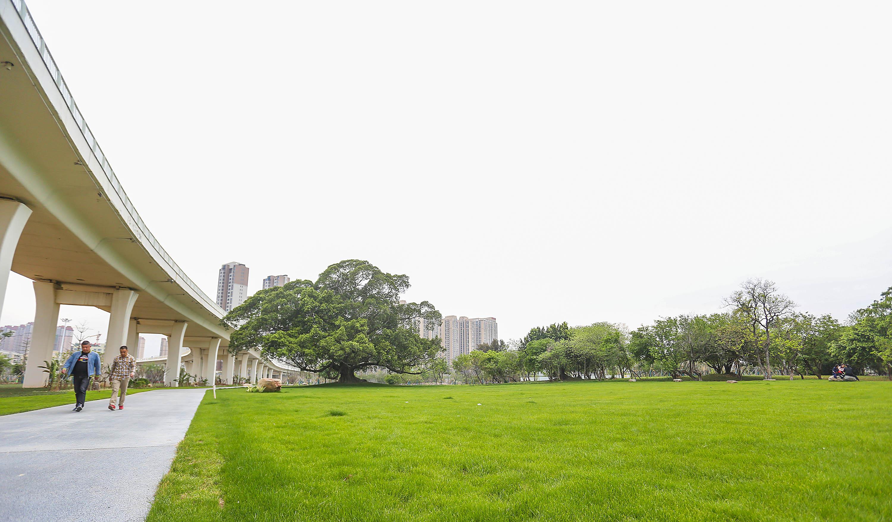 晋江草坪最新规划解读，绿色生态新篇章，晋江绿色生态草坪规划新篇章解读