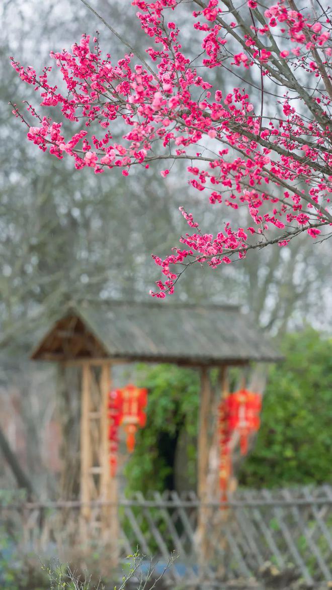 崇福寺梅花开放时间最新消息，一场春天的美好邂逅，崇福寺梅花盛开，春的美好邂逅时刻揭晓