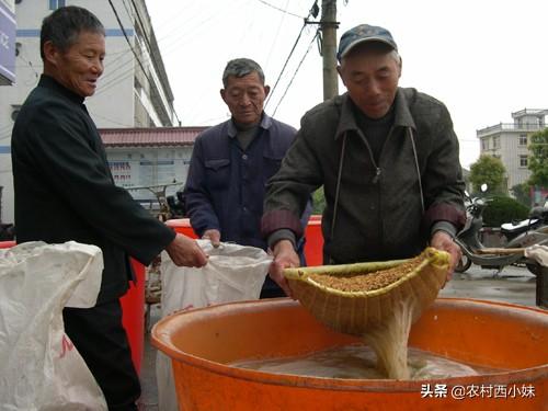 最新型水稻催芽机图片，最新型水稻催芽机实拍图展示