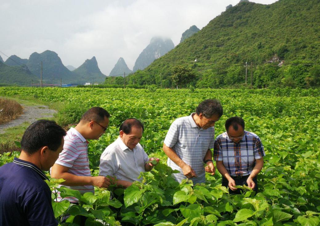 平果县扶贫最新消息,平果县扶贫最新消息新闻，平果县扶贫最新消息，最新动态与进展报告