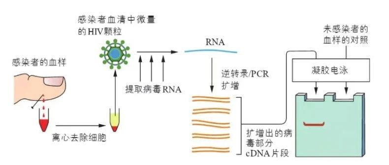 比特币pcr的用处，探索比特币PCR技术的应用价值