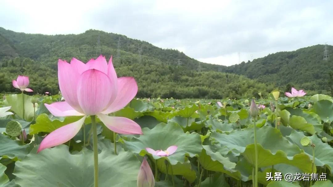 湛江小池镇最新动态，乡村振兴战略下的蜕变与展望，湛江小池镇，乡村振兴战略中的蜕变之路