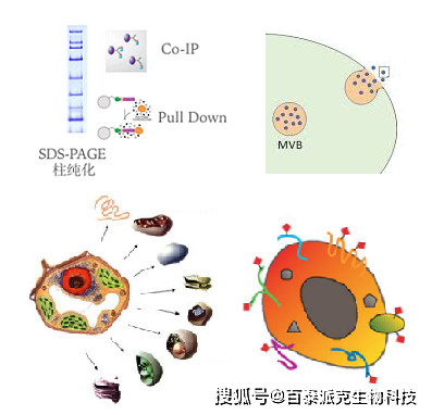 酶最新，探索酶学前沿，酶的最新进展与突破