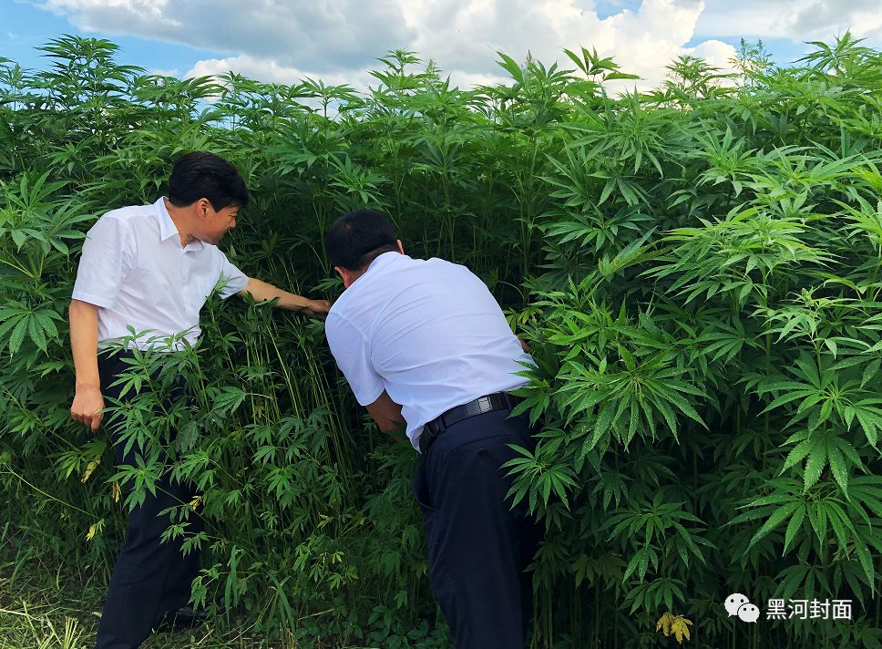 汉麻最新信息，汉麻最新资讯概览