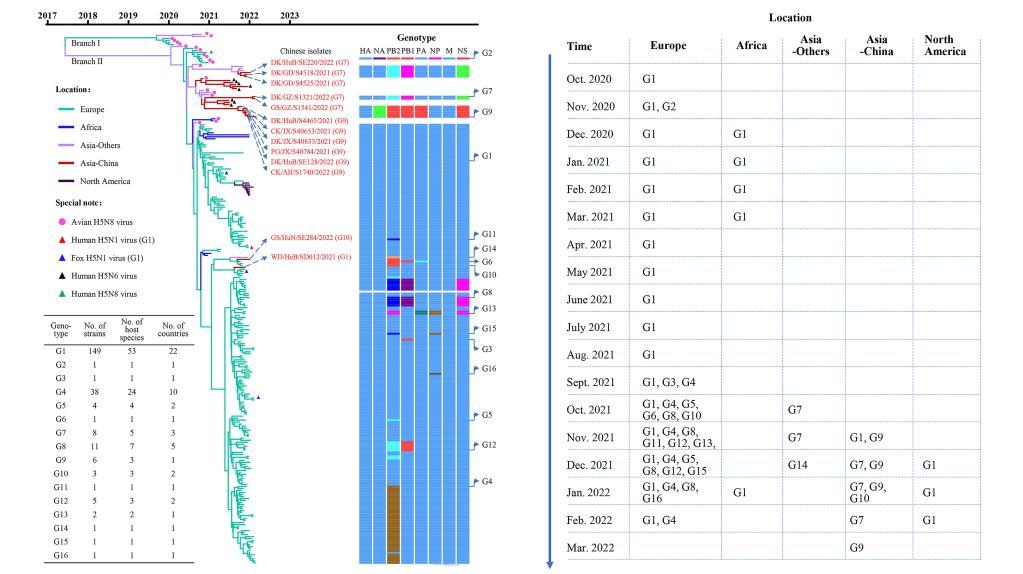 H5N1最新动态，全球疫情监测与防控策略分析，全球H5N1疫情动态与防控策略解析