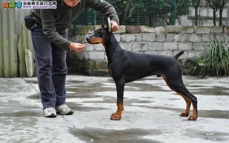 无锡成年杜宾出售信息最新，无锡市杜宾犬成犬出售信息汇总