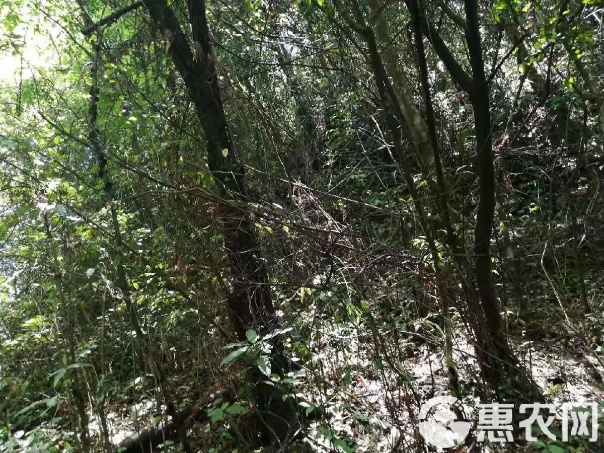 红岭林地出租信息网最新，红岭林地出租信息汇总发布平台