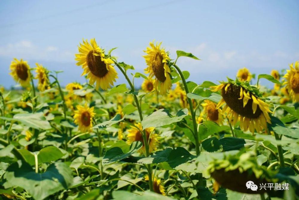 兴平汤坊新闻最新新闻，兴平汤坊最新新闻动态