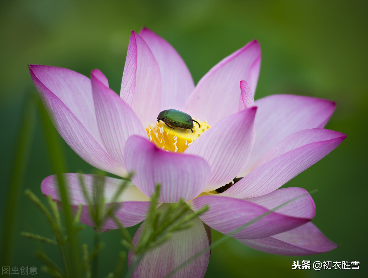 描写莲花的古诗词最新版，古诗词中的莲花神韵，绽放的美丽与纯洁的象征