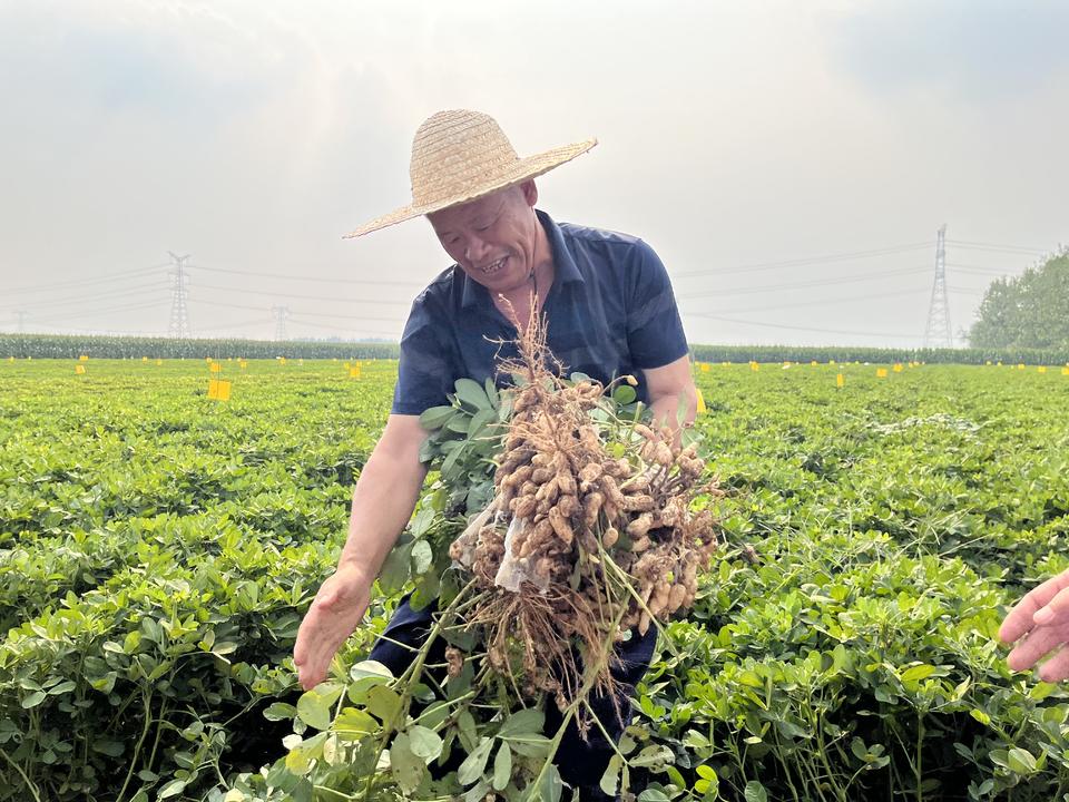 莒南花生最新信息，莒南花生最新动态报道