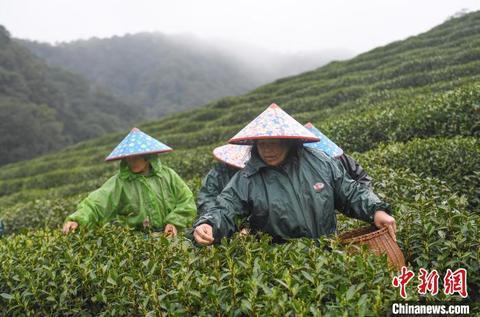 龙井茶产业最新转让信息概览，龙井茶产业最新转让信息一览