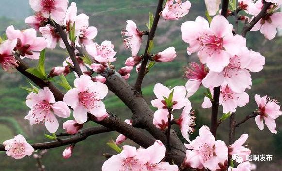 宝鸡桃花最新信息，宝鸡桃花盛开，最新资讯抢先看