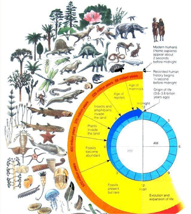 历史生物地理，探索时空交织下的生态演变（2025年展望），历史生物地理，生态演变展望——时空交织下的未来展望（2025年展望）