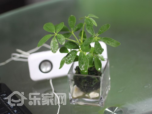 耐热无土植物排行榜最新，耐热无土植物排行榜TOP最新榜单揭晓