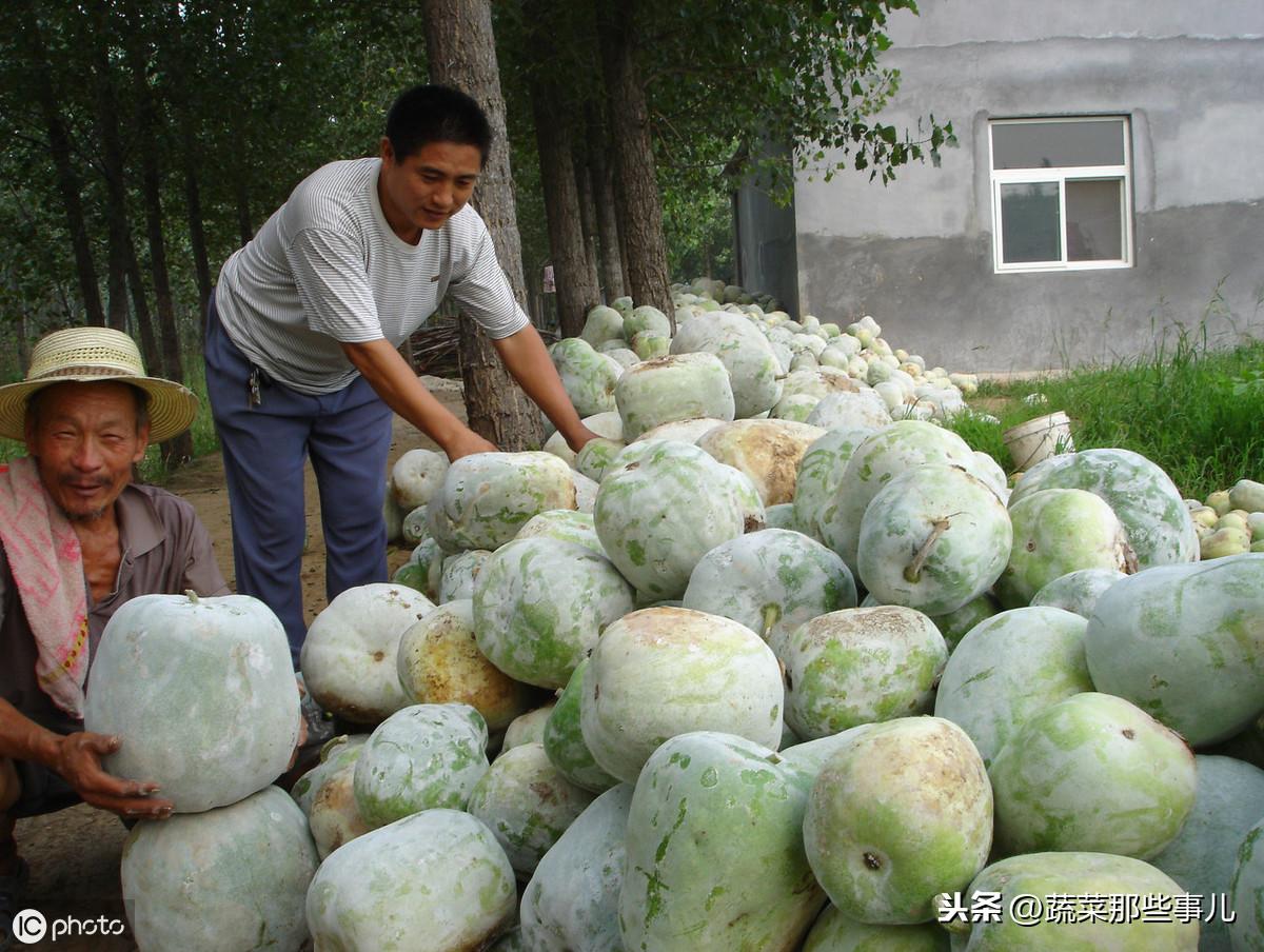 豆角产地排行榜最新，豆角产地排行榜最新发布