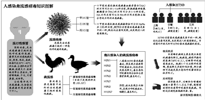 南京禽流感最新消息全面解读，防控进展、应对措施与公众关注点，南京禽流感最新动态，全面解读防控进展、应对措施与公众关注点