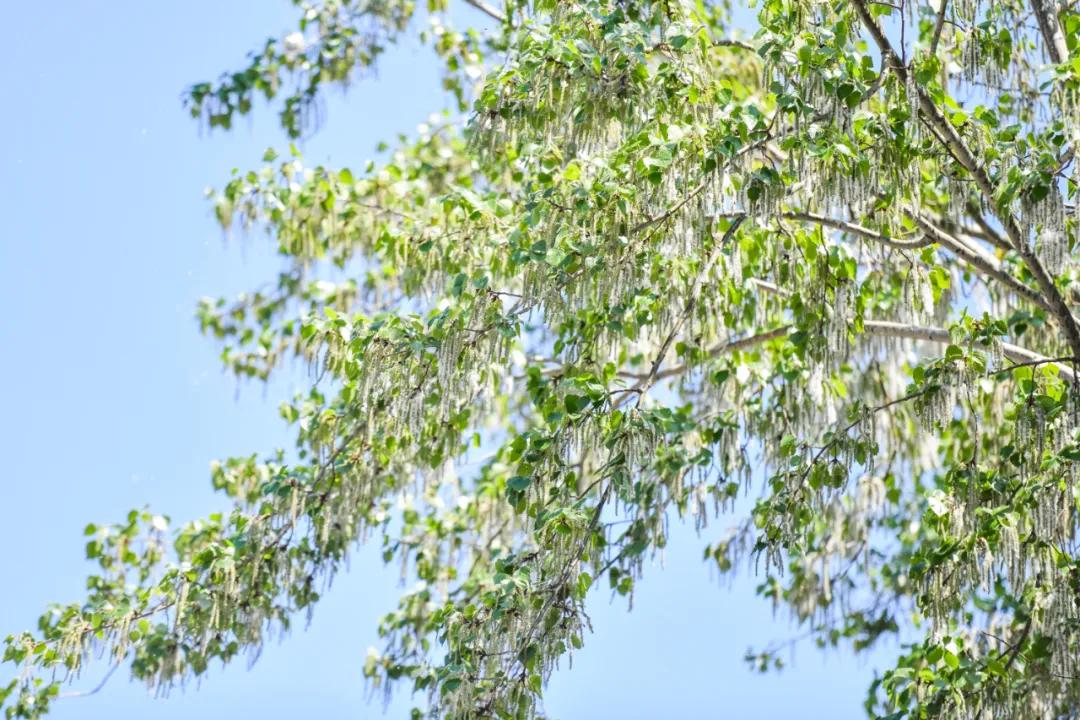 遮阴大树排行榜最新，全球十大遮阴树种介绍与推荐，全球十大遮阴树种介绍及排行榜最新榜单