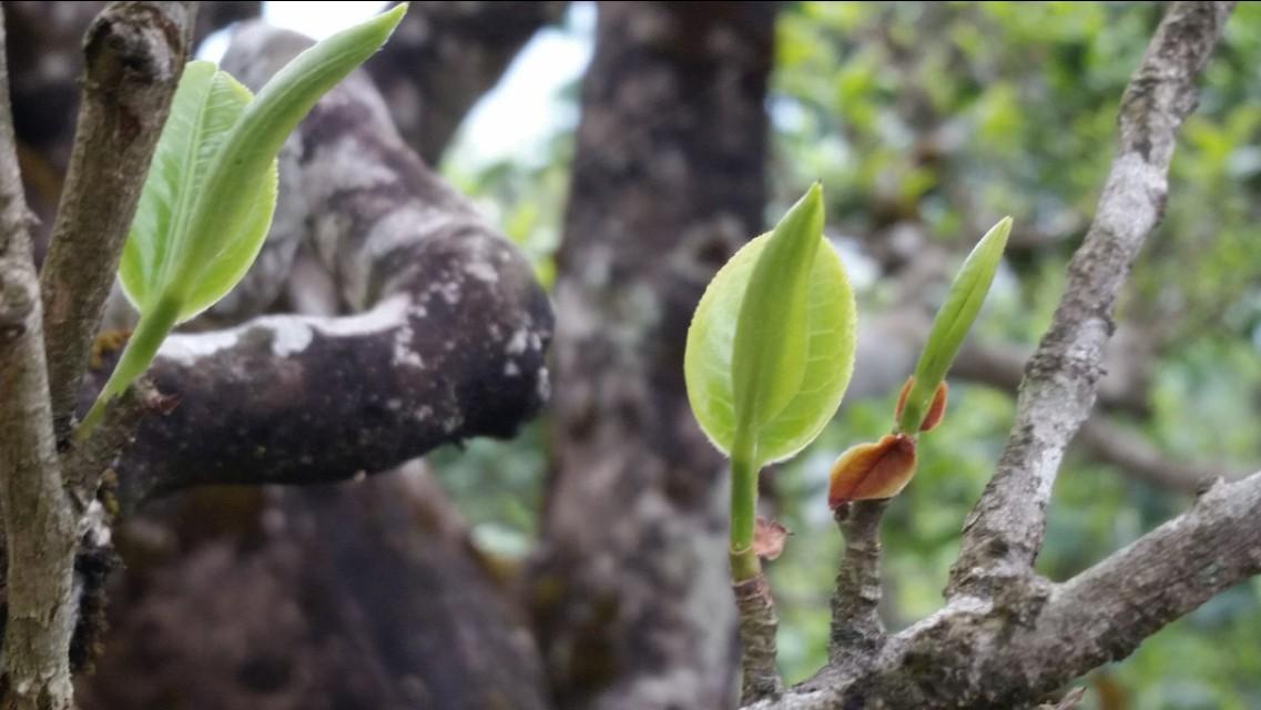 综合治疗准则最新版，全面引领医疗健康领域的新方向，综合治疗准则最新版，引领医疗健康领域全新方向