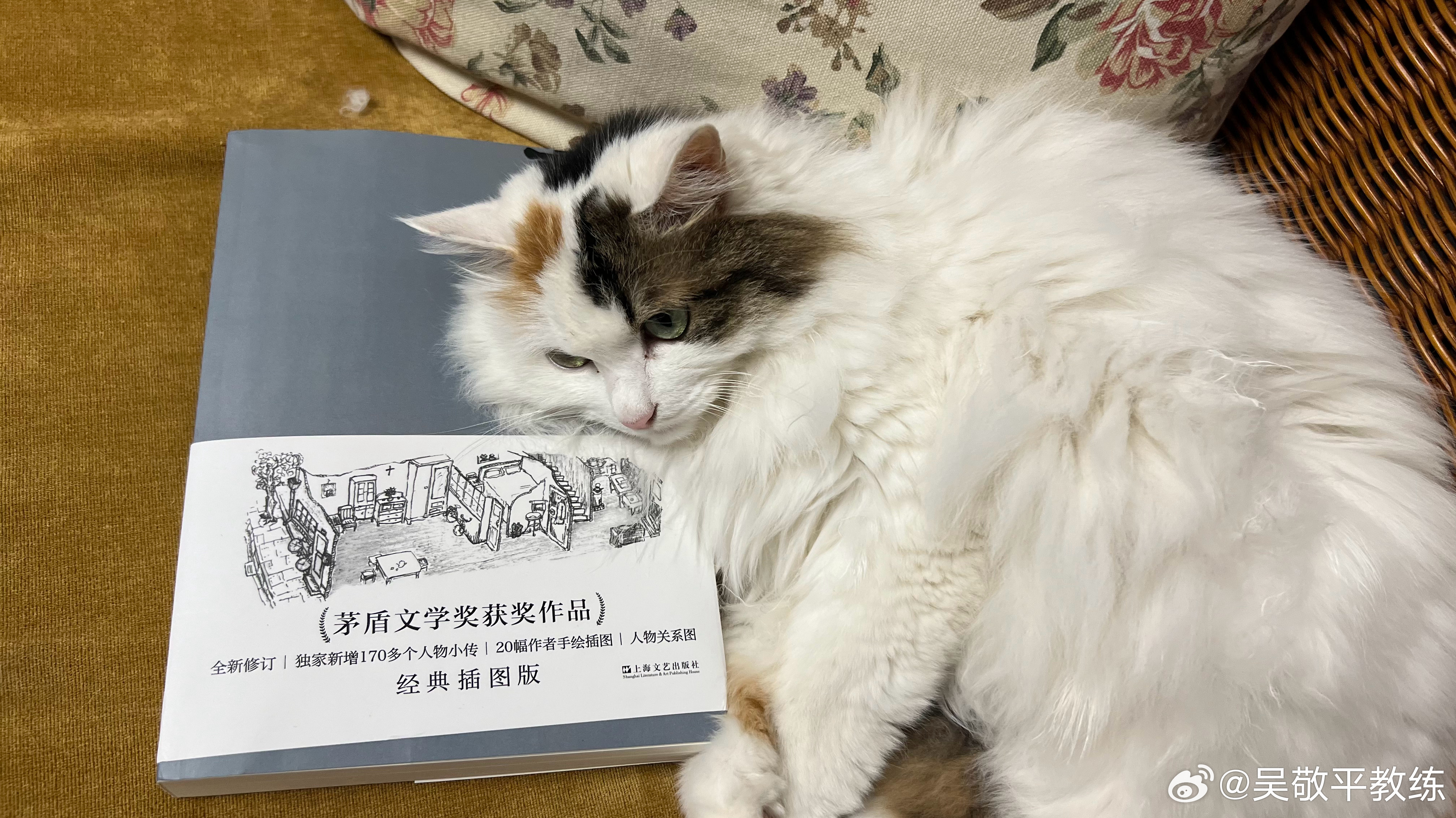 阅读最新版猫咪，最新猫咪阅读版：探索猫咪世界的魅力与知识