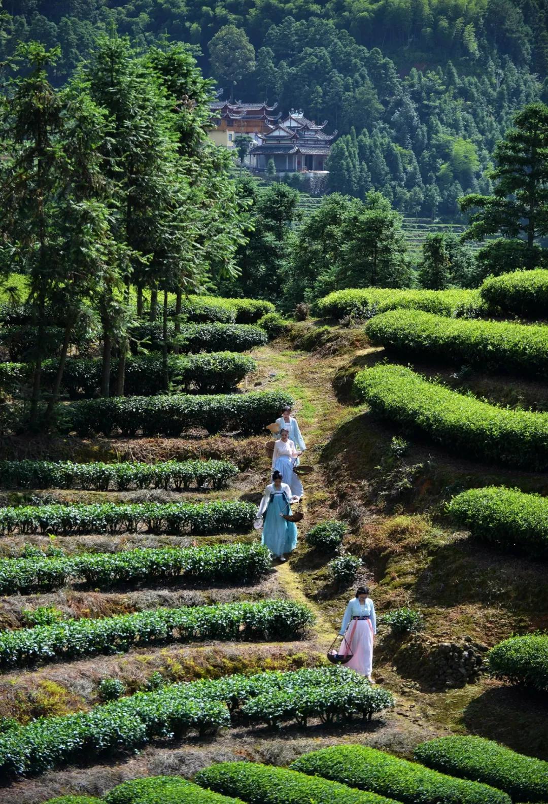 宁德最新喝茶招聘，探寻茶文化中的职业机遇，宁德茶文化职业招聘，探寻茶业职业机遇之旅