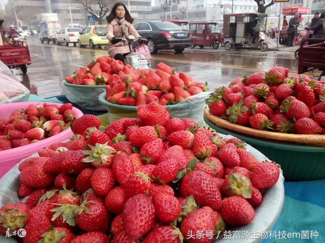 苏州草莓事件最新消息，苏州草莓事件最新进展概况