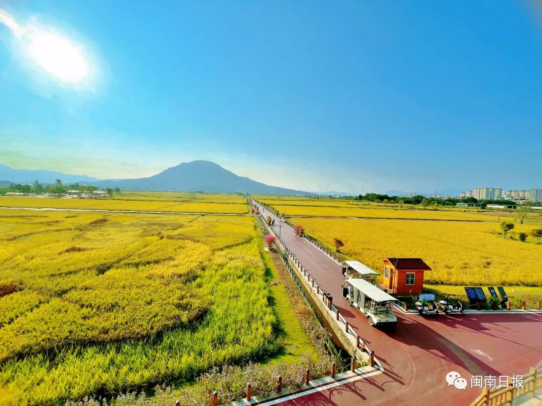 中海稻田最新新闻，中海稻田最新动态报道