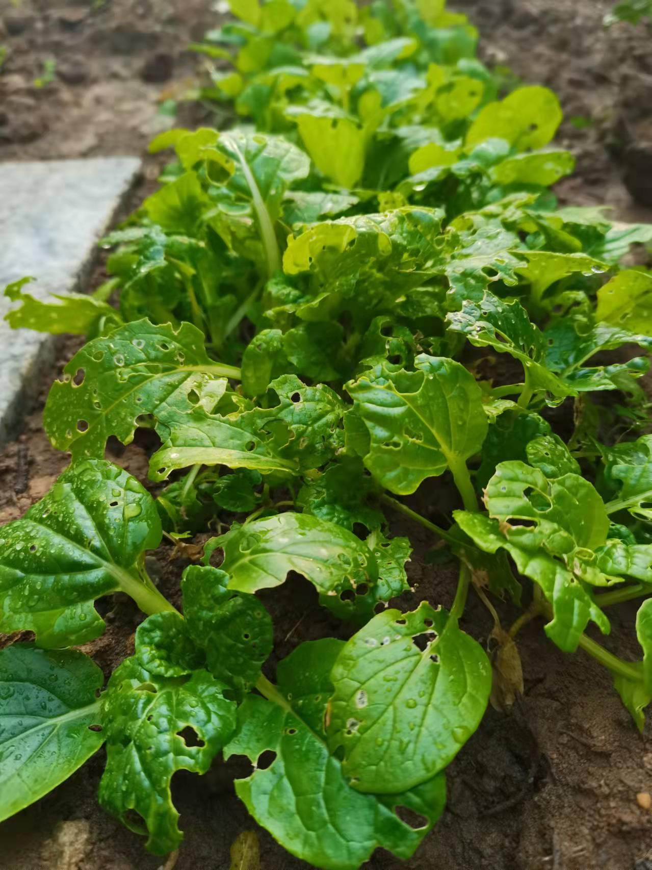 探索植物日记游戏，下载最新版的奇妙体验，植物日记游戏探索，下载最新版，体验奇妙之旅