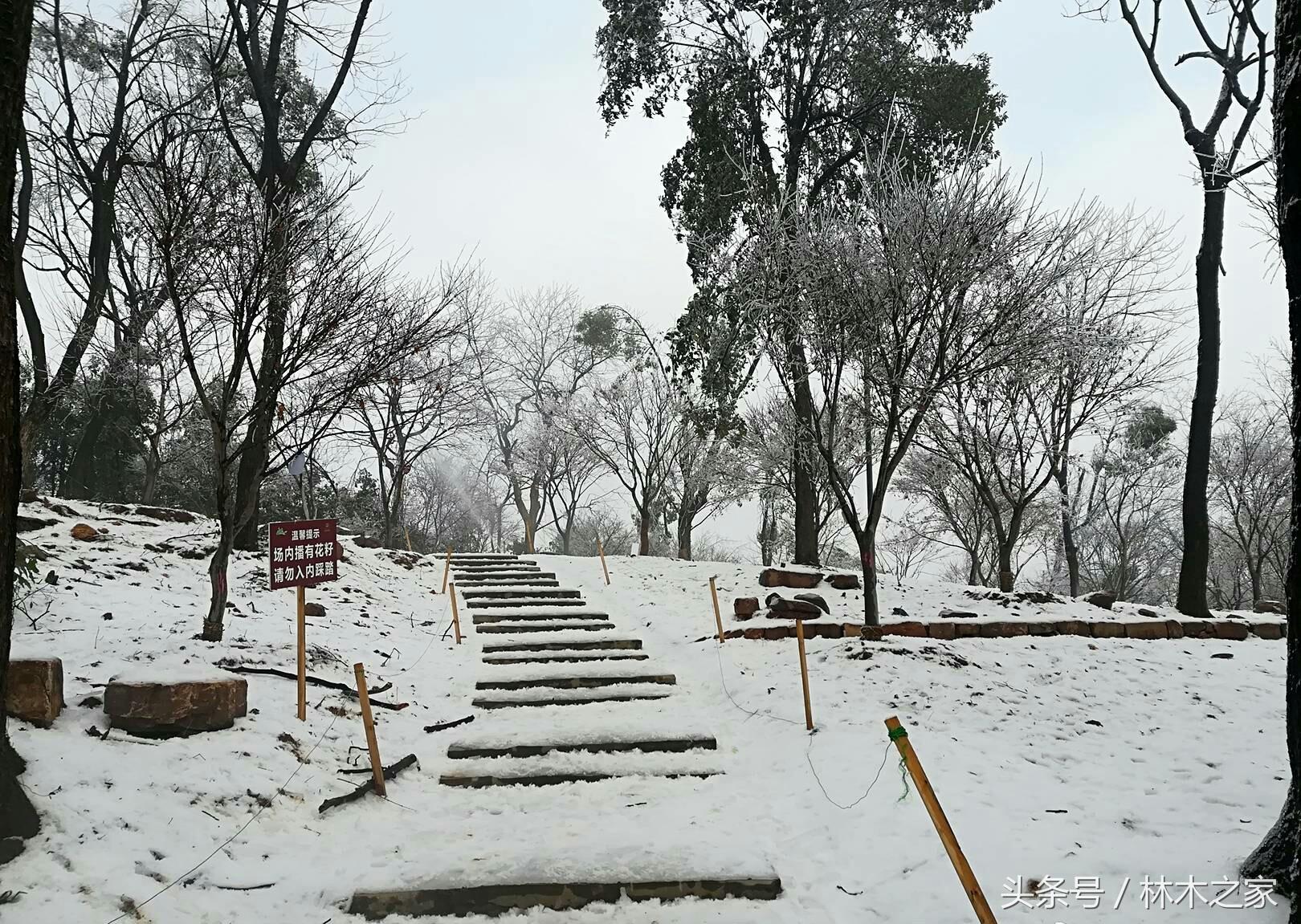 长沙橘子洲头下雪时间预测，2025年的那一场雪会何时降临？，长沙橘子洲头2025年下雪时间预测，那一场雪何时降临？